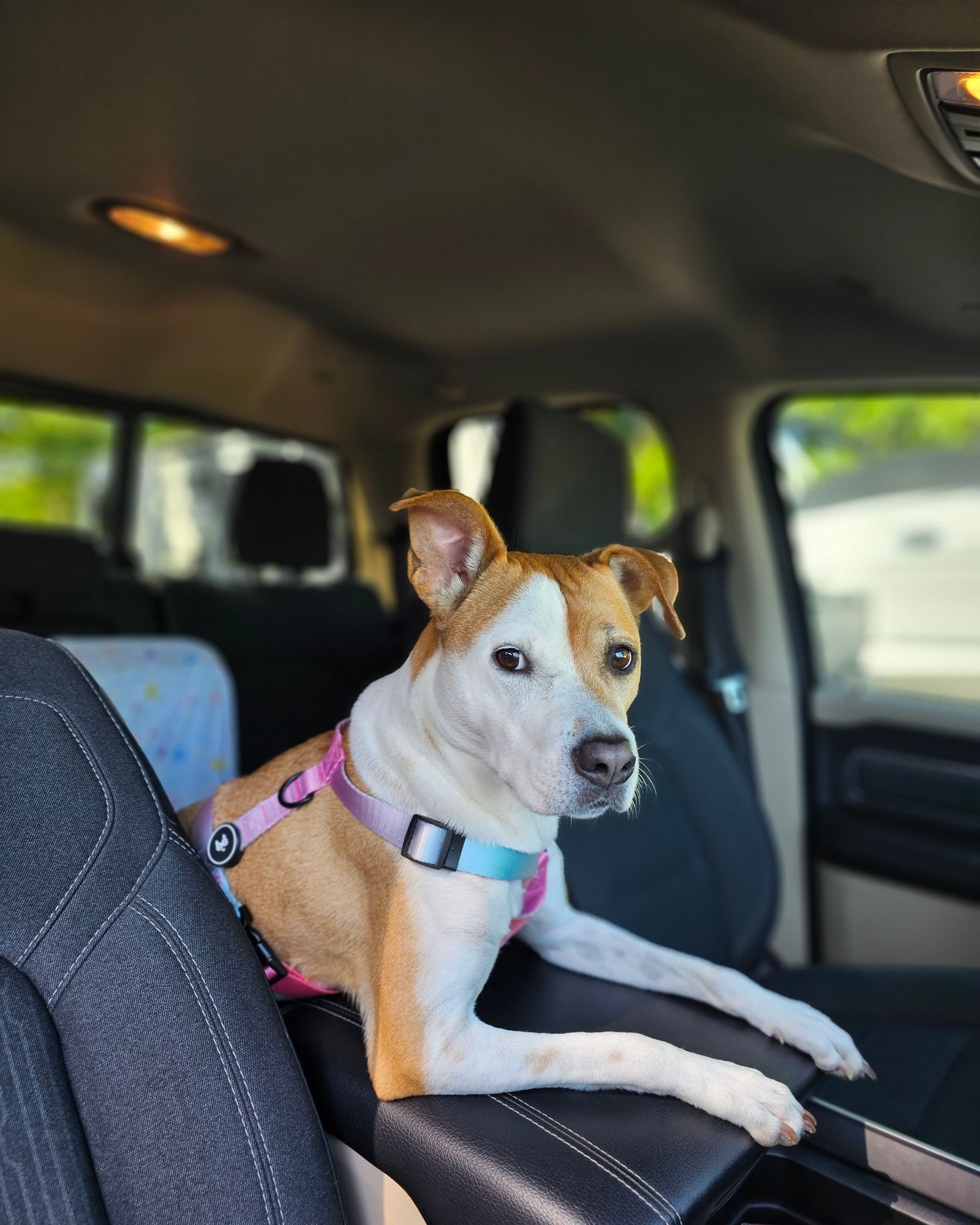 Viajar de carro com pet: cachorro com arnês de segurança no banco do carro