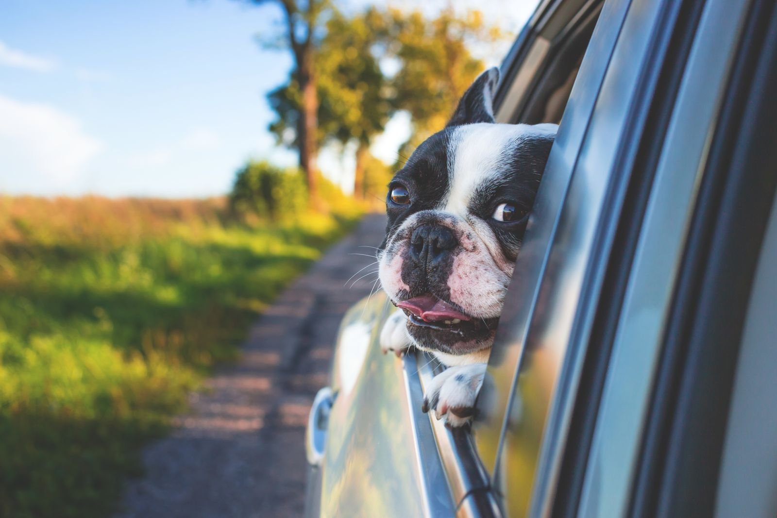 Bulldog frances colocando a cabeca para fora da janela do carro em um dia ensolarado