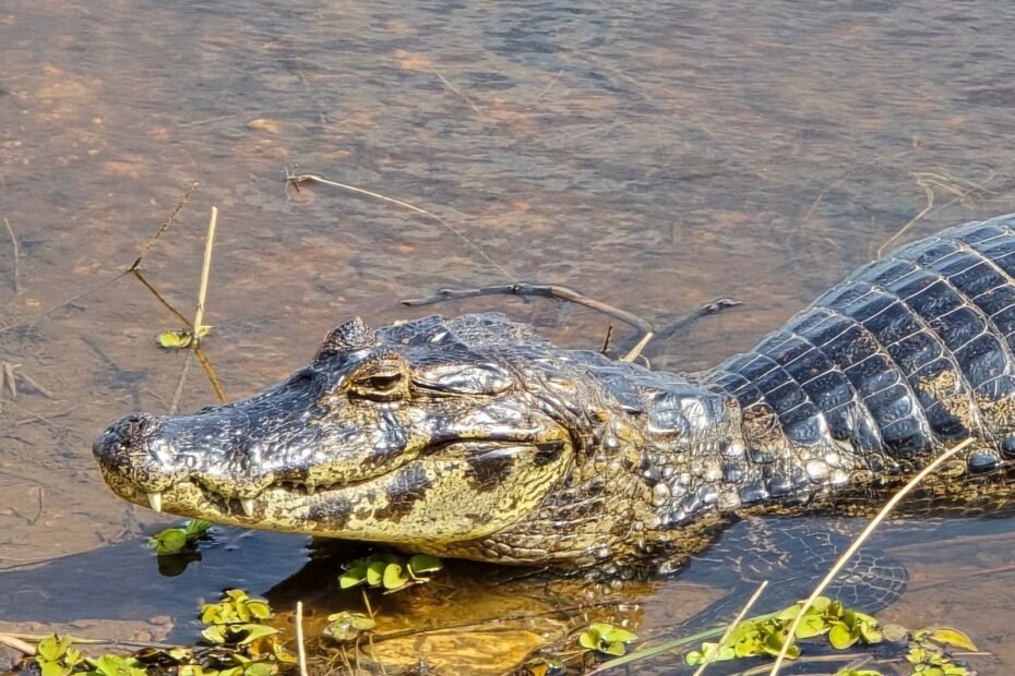 Pantanal de carro pela Transpantaneira, caimão à beira do rio em Mato Grosso