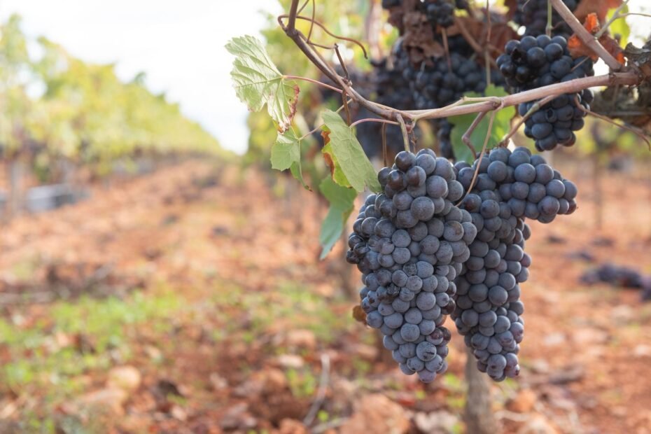 Petrolina e Juazeiro de carro, uvas do Vale do São Francisco