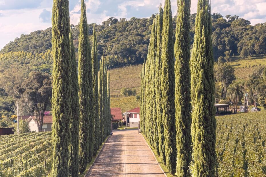 Vale dos Vinhedos de carro, caminho entre parreirais em Bento Gonçalves